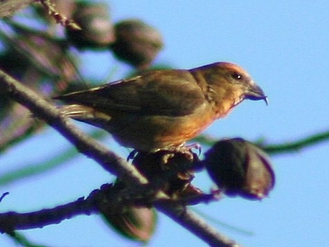 Red_Crossbill_LDB.jpg